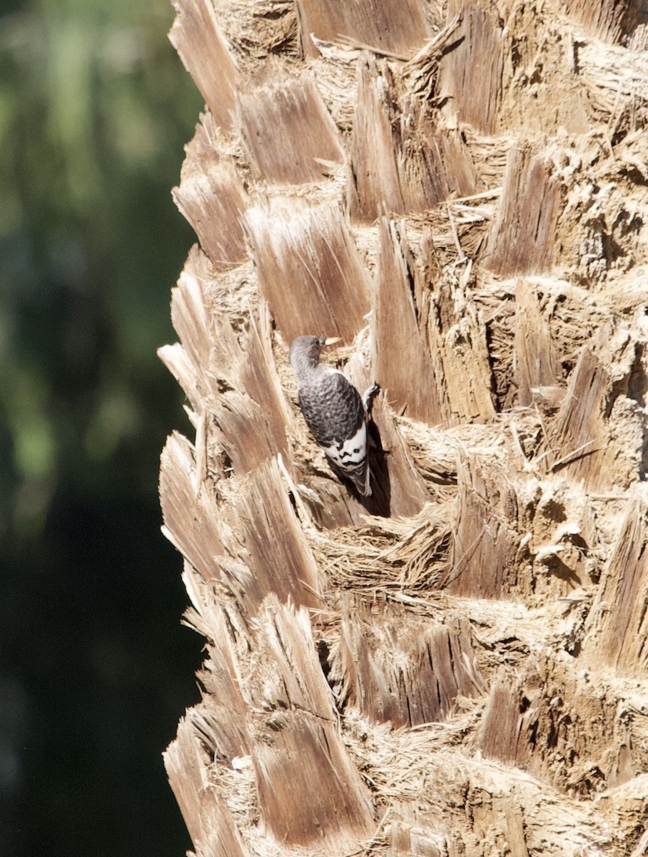 Red-headed Woodpecker - ML644823572