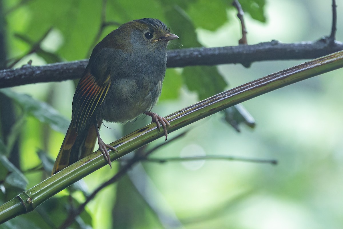 Emei Shan Liocichla - ML644823578