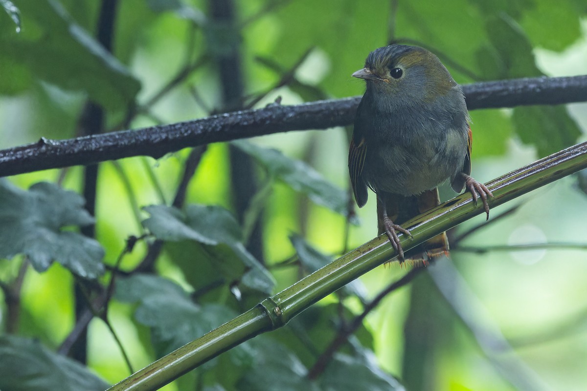 Emei Shan Liocichla - ML644823579