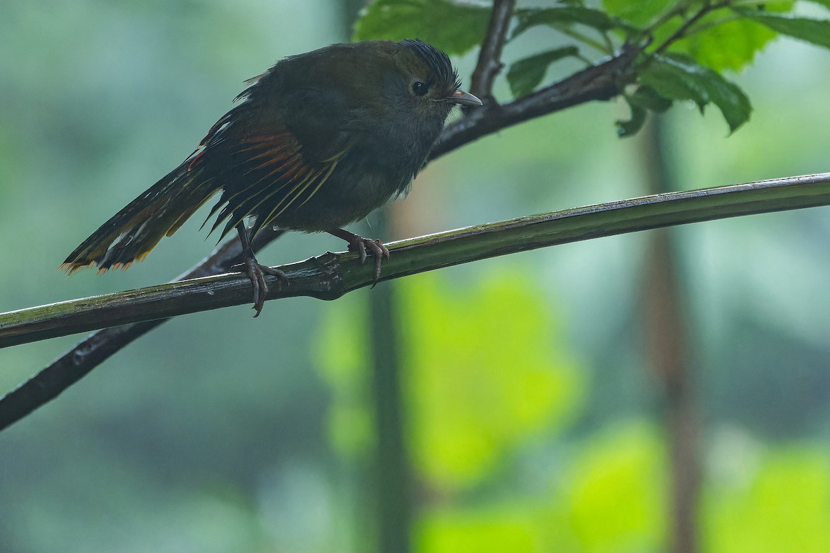 Emei Shan Liocichla - ML644823581