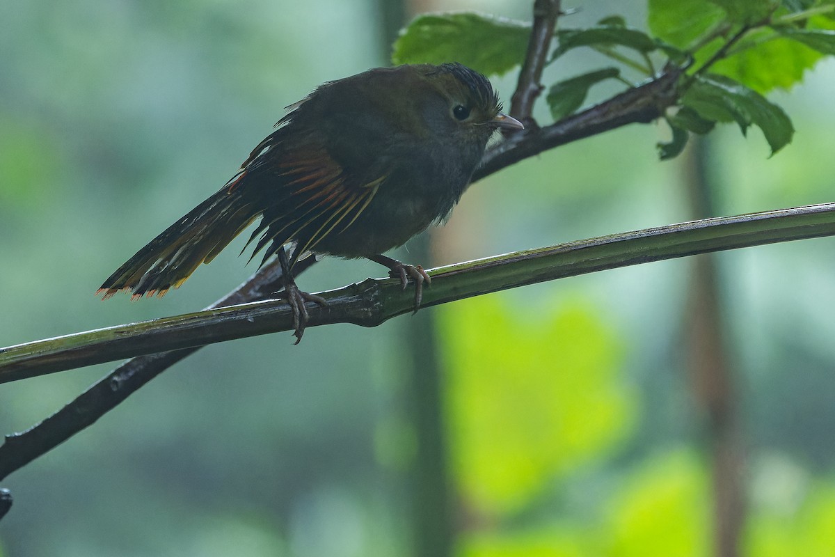 Emei Shan Liocichla - ML644823582