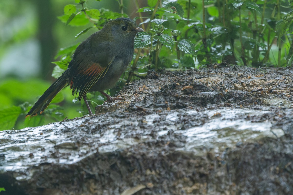 Emei Shan Liocichla - ML644823583