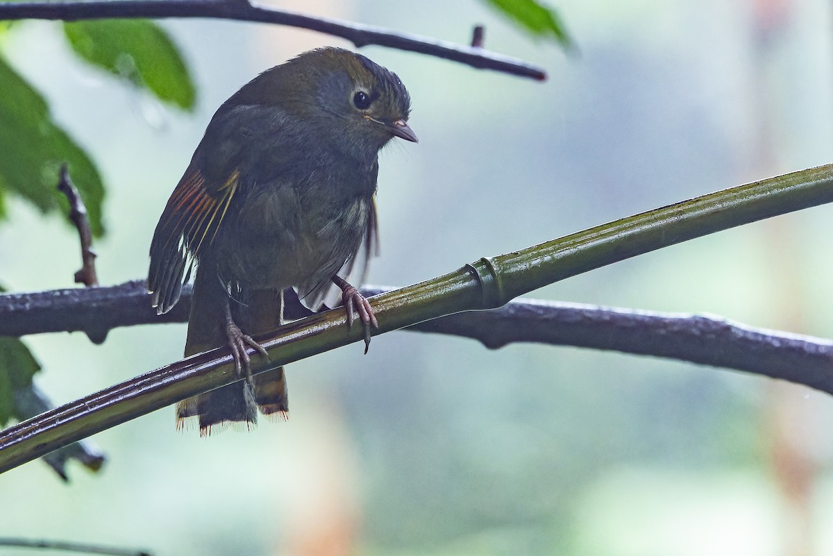 Emei Shan Liocichla - ML644823584