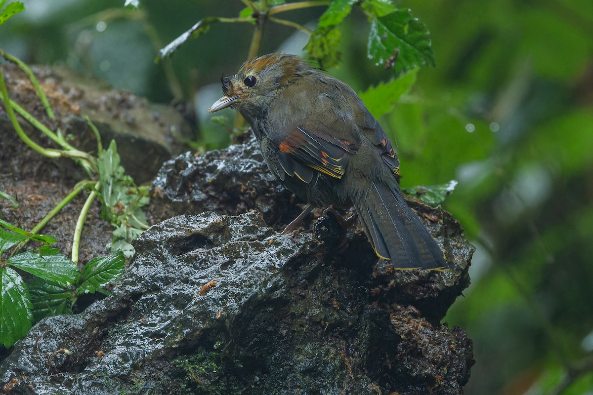 Emei Shan Liocichla - ML644823585