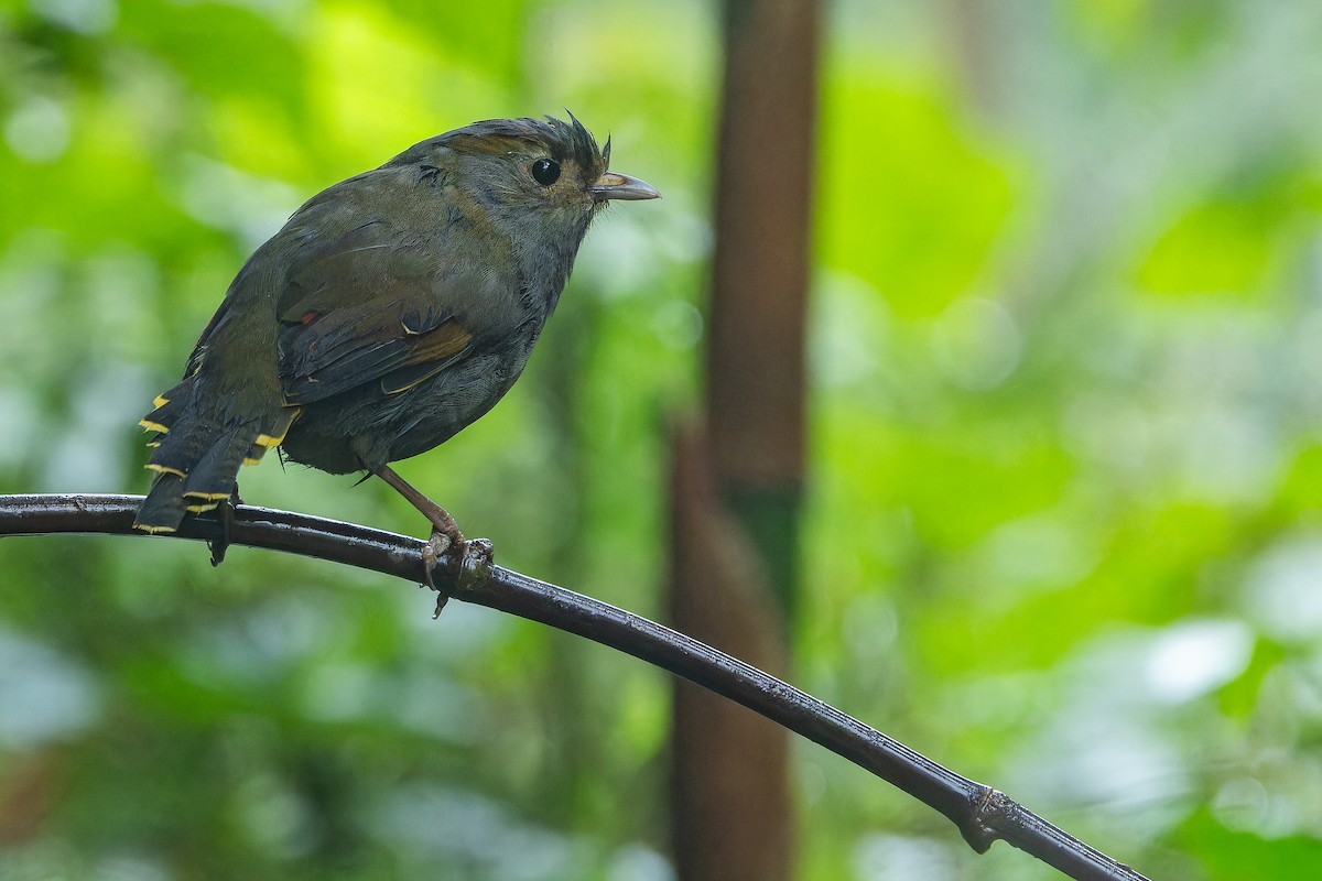 Emei Shan Liocichla - ML644823586