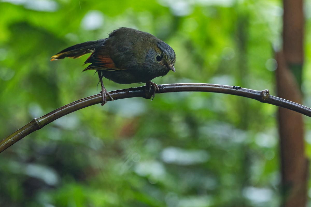 Emei Shan Liocichla - ML644823587