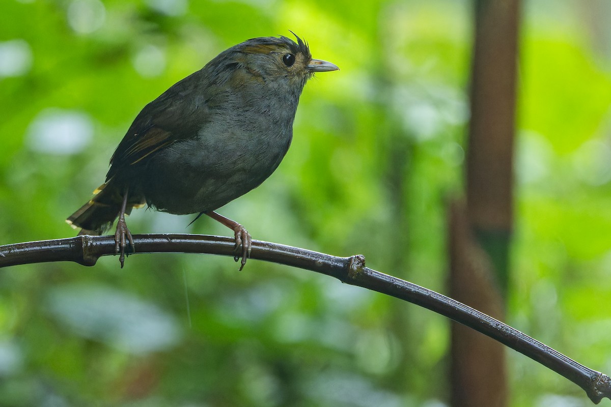 Emei Shan Liocichla - ML644823588