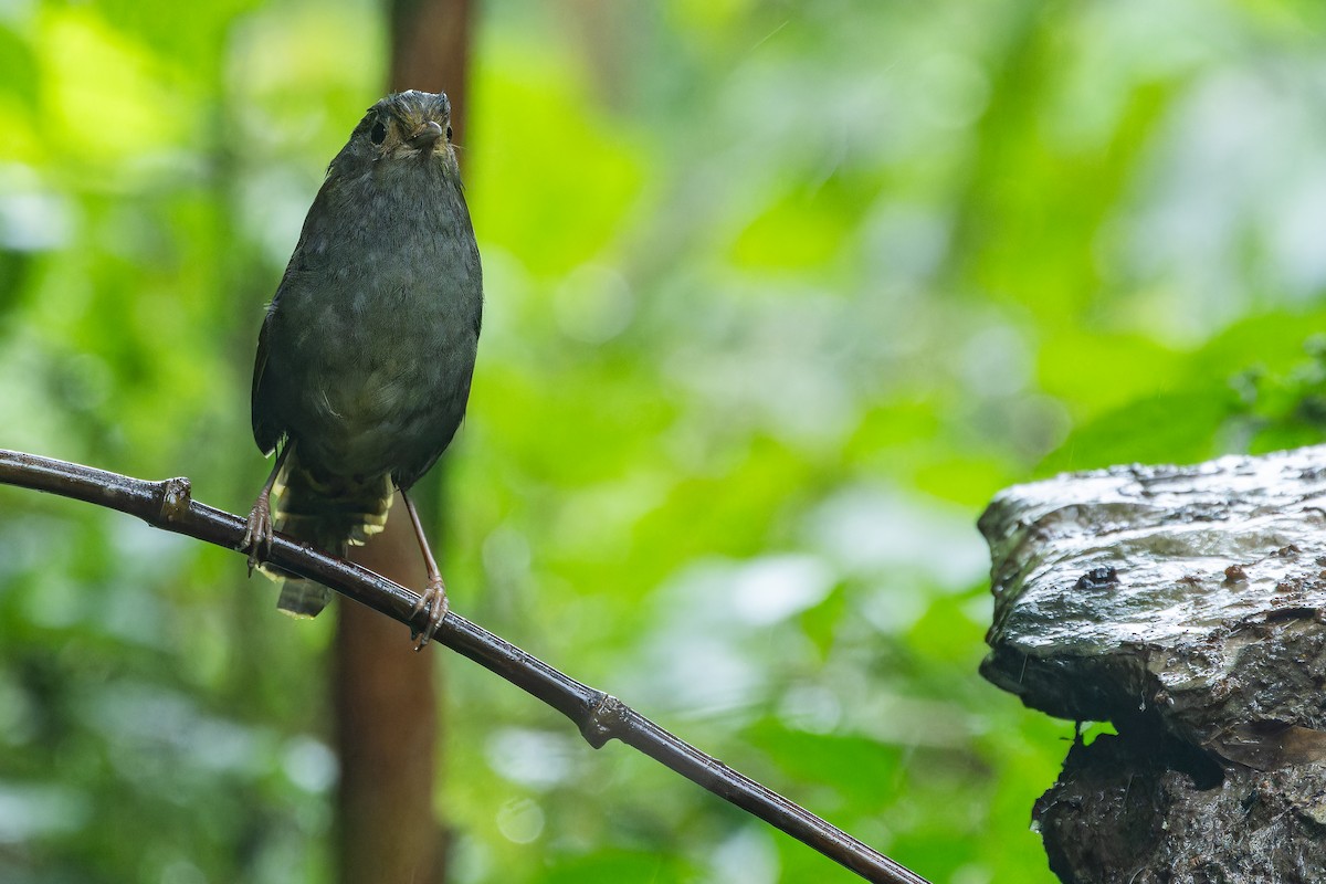 Emei Shan Liocichla - ML644823589