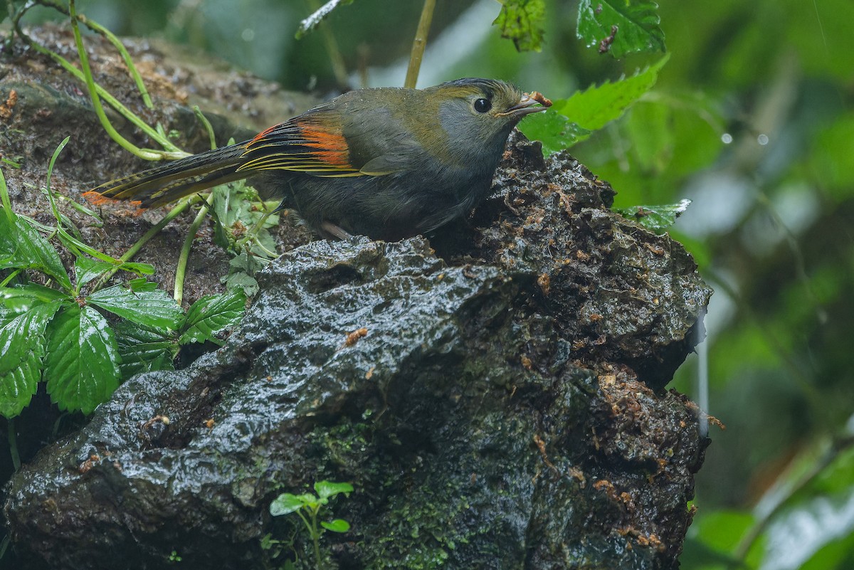 Emei Shan Liocichla - ML644823590