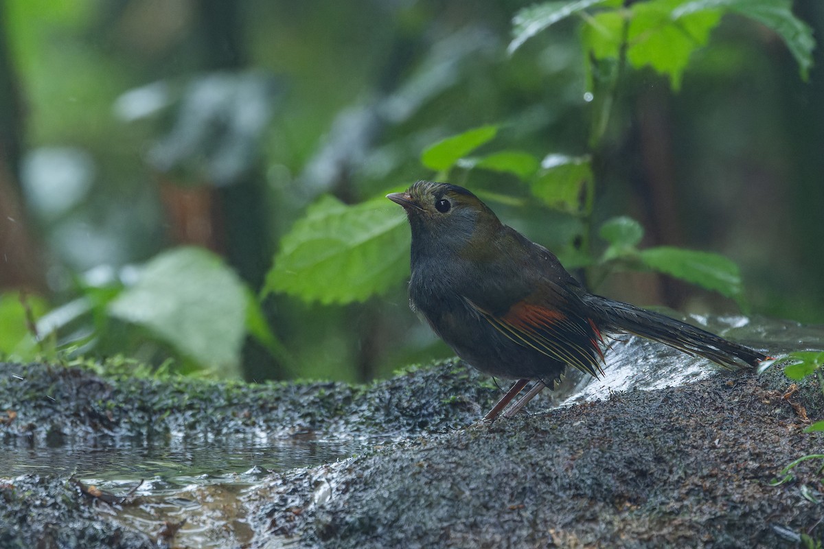 Emei Shan Liocichla - ML644823591