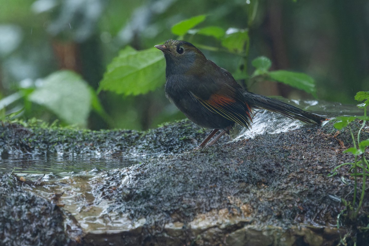 Emei Shan Liocichla - ML644823592