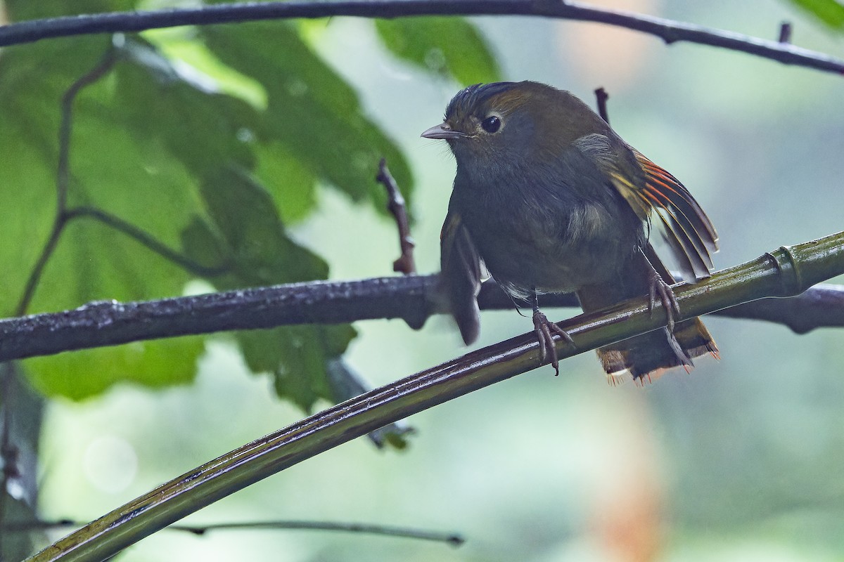 Emei Shan Liocichla - ML644823593