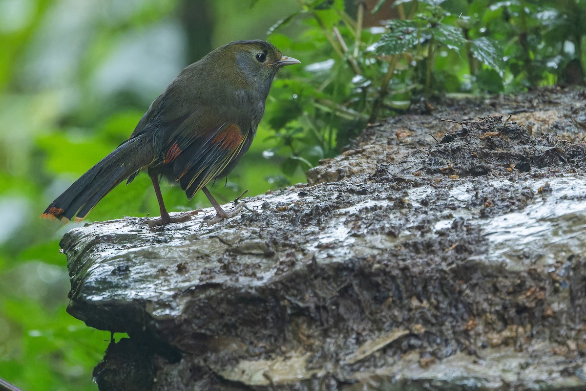 Emei Shan Liocichla - ML644823594