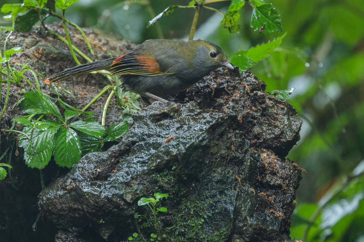 Emei Shan Liocichla - ML644823595