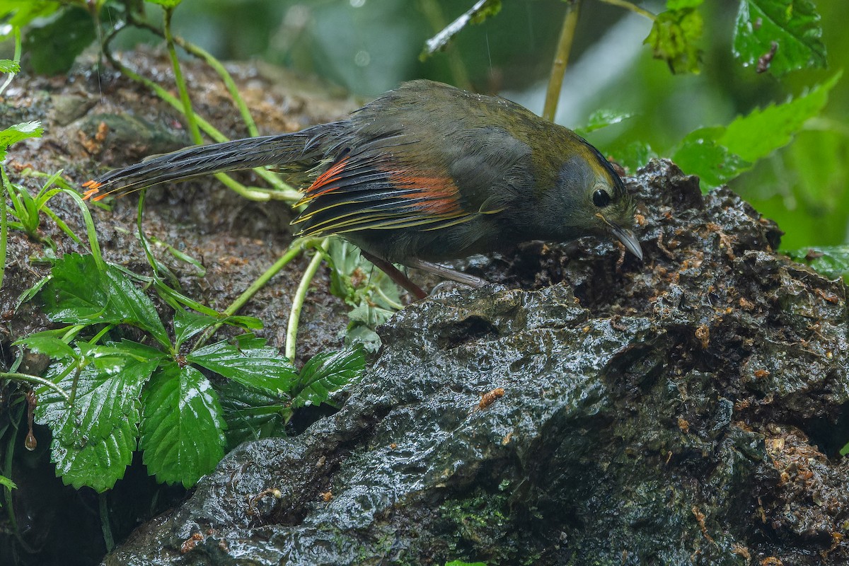 Emei Shan Liocichla - ML644823596