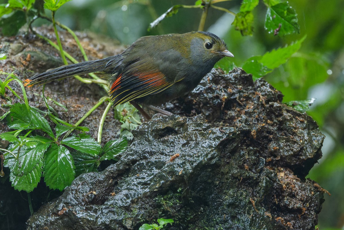 Emei Shan Liocichla - ML644823597