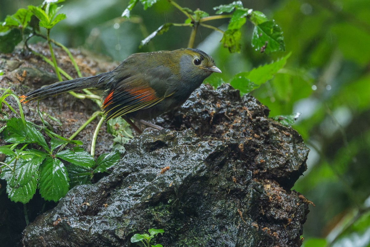 Emei Shan Liocichla - ML644823598