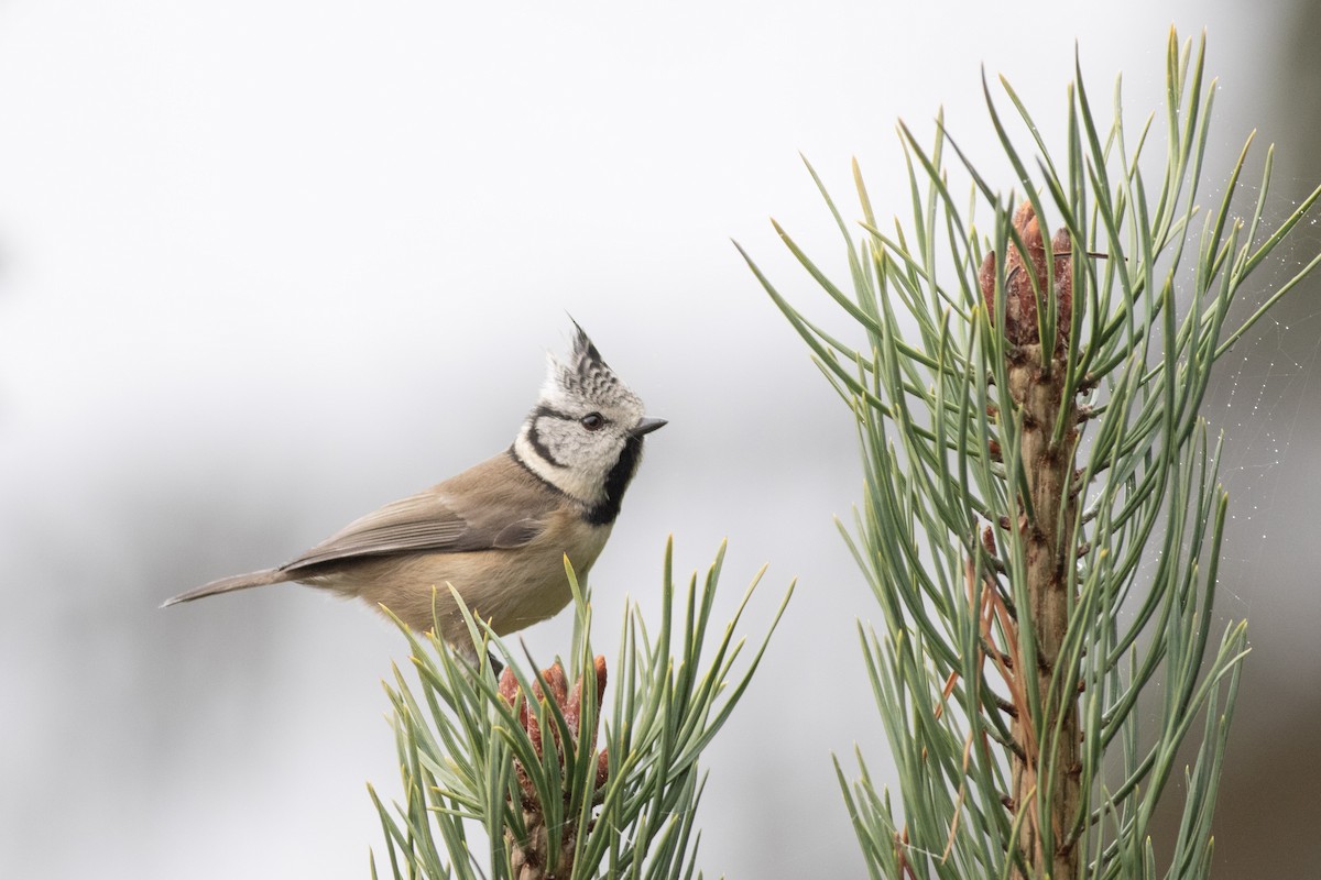 Crested Tit - ML644823605