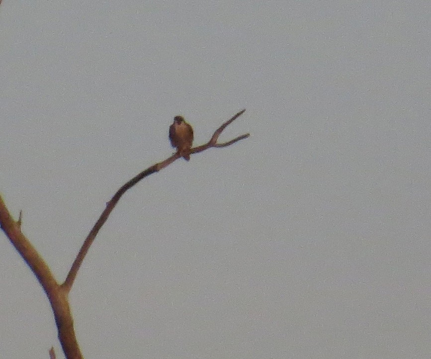 Peregrine Falcon - ML644823606