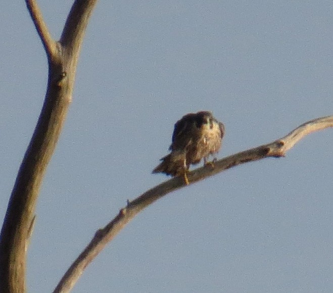 Peregrine Falcon - ML644823607