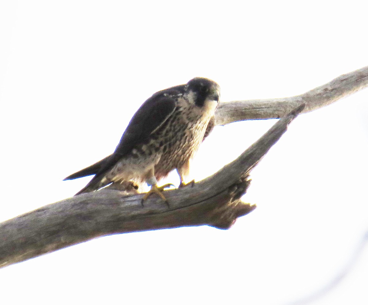 Peregrine Falcon - ML644823608