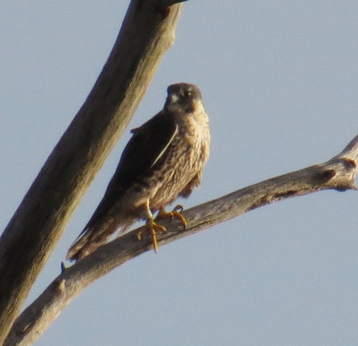 Peregrine Falcon - ML644823609