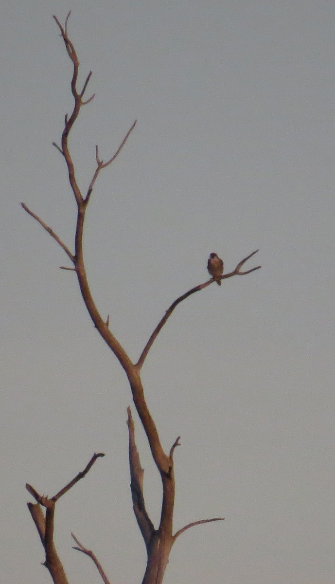 Peregrine Falcon - ML644823610