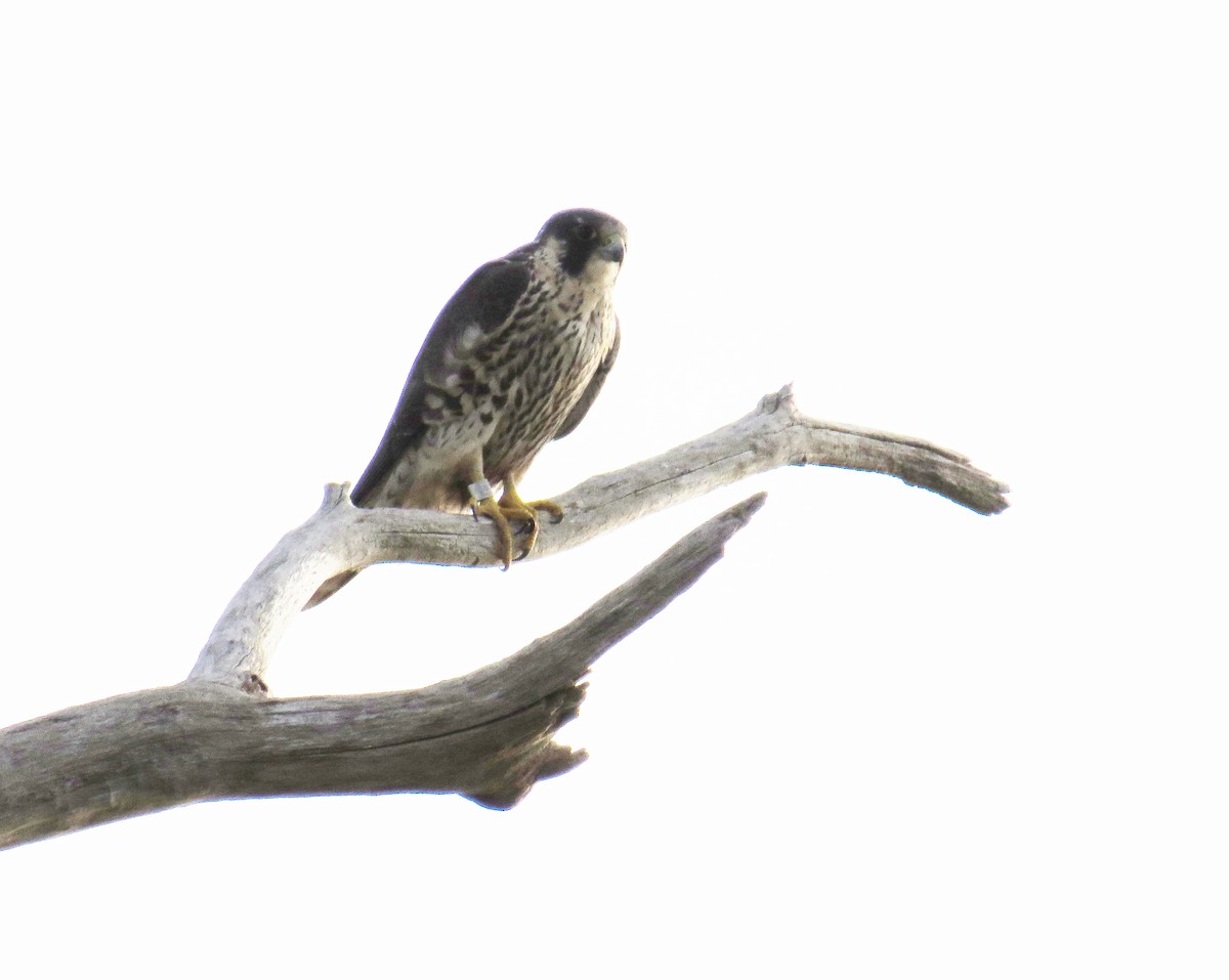 Peregrine Falcon - ML644823611