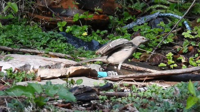 Northern Mockingbird - ML644823613