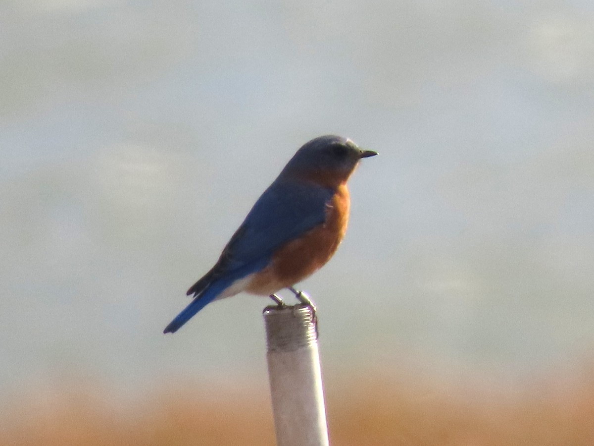 Doğulu Mavi Ardıç - ML644823630