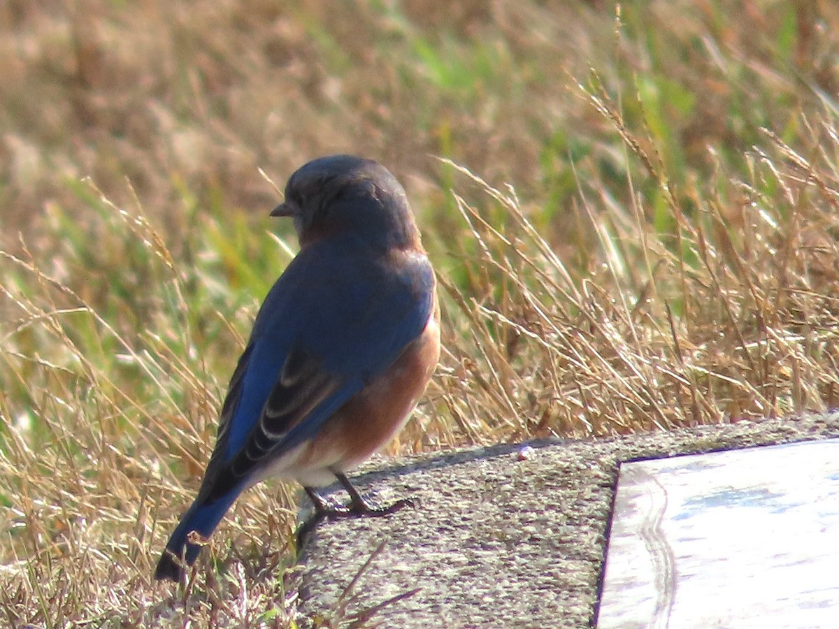 Doğulu Mavi Ardıç - ML644823631