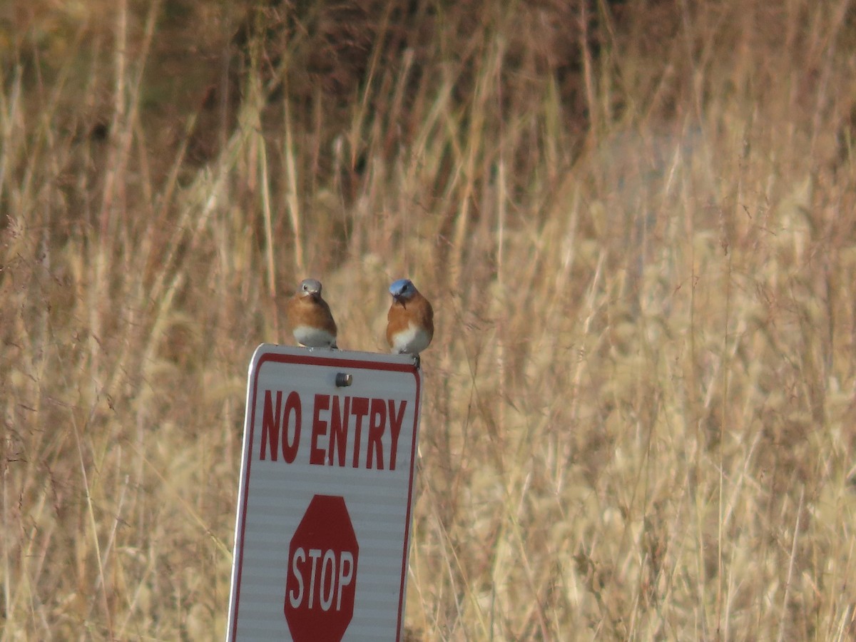 Doğulu Mavi Ardıç - ML644823632
