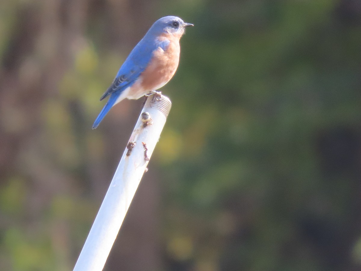 Doğulu Mavi Ardıç - ML644823633