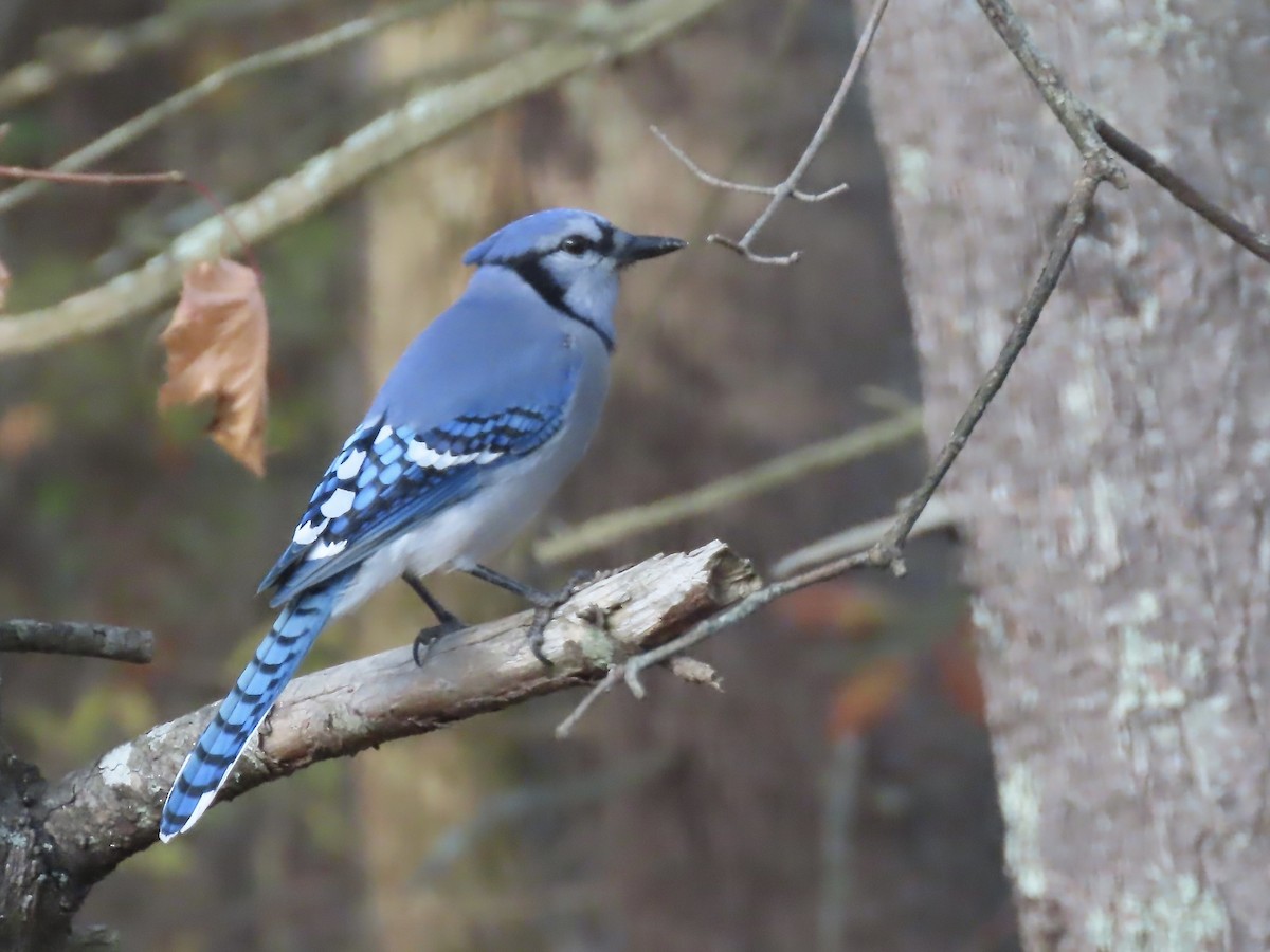 Blue Jay - ML644823639