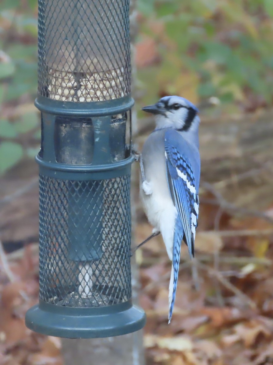 Blue Jay - ML644823640