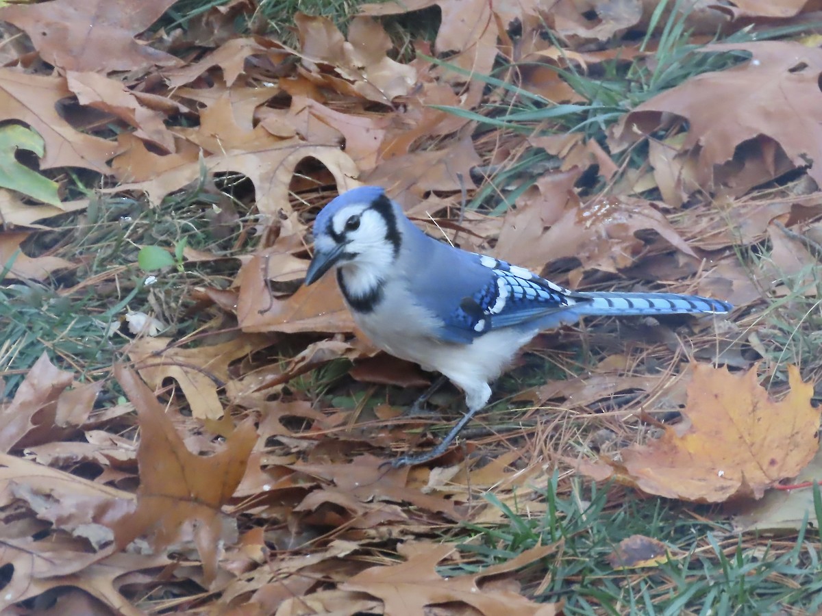 Blue Jay - ML644823641