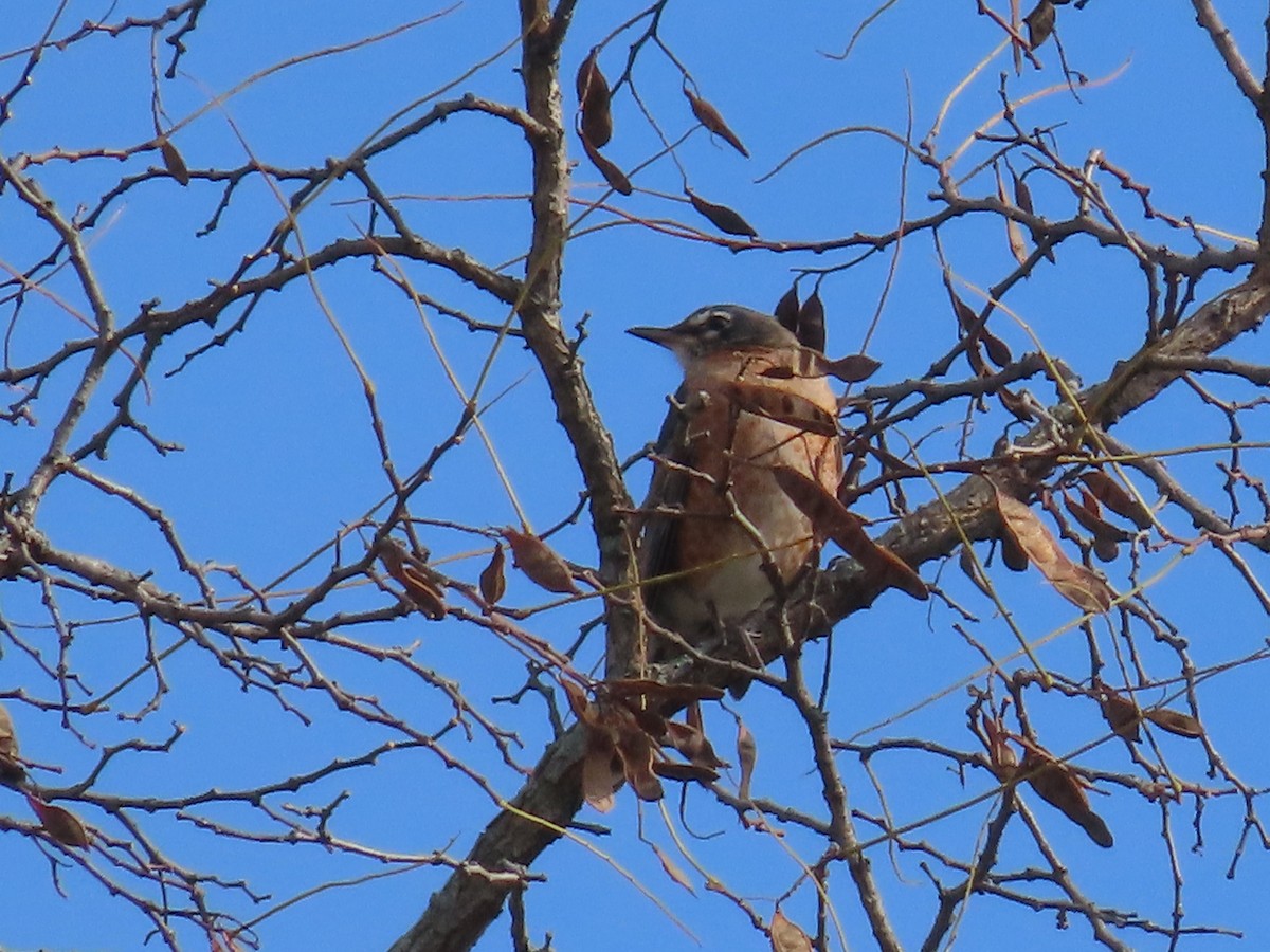 Дрізд мандрівний - ML644823645