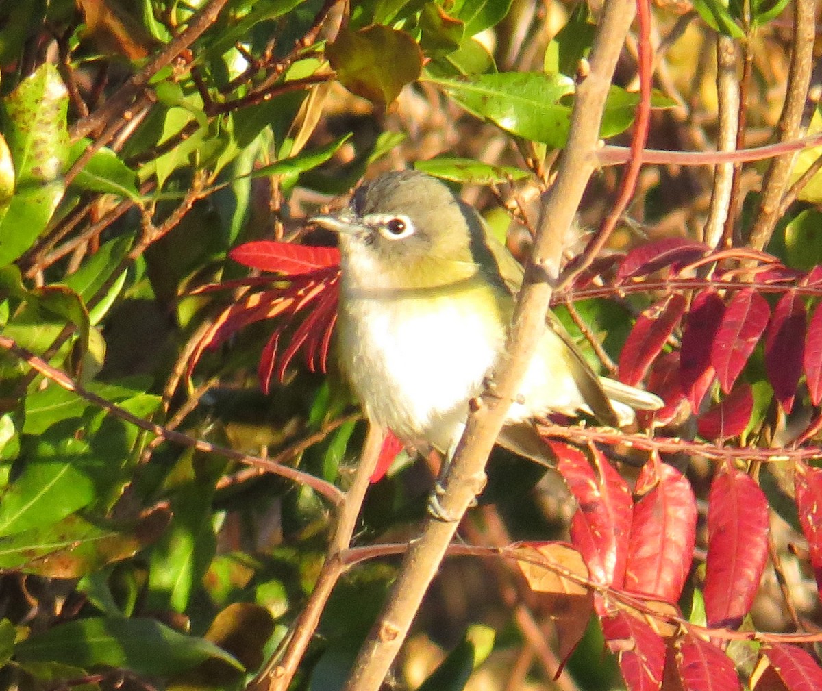 フタスジモズモドキ - ML644823663