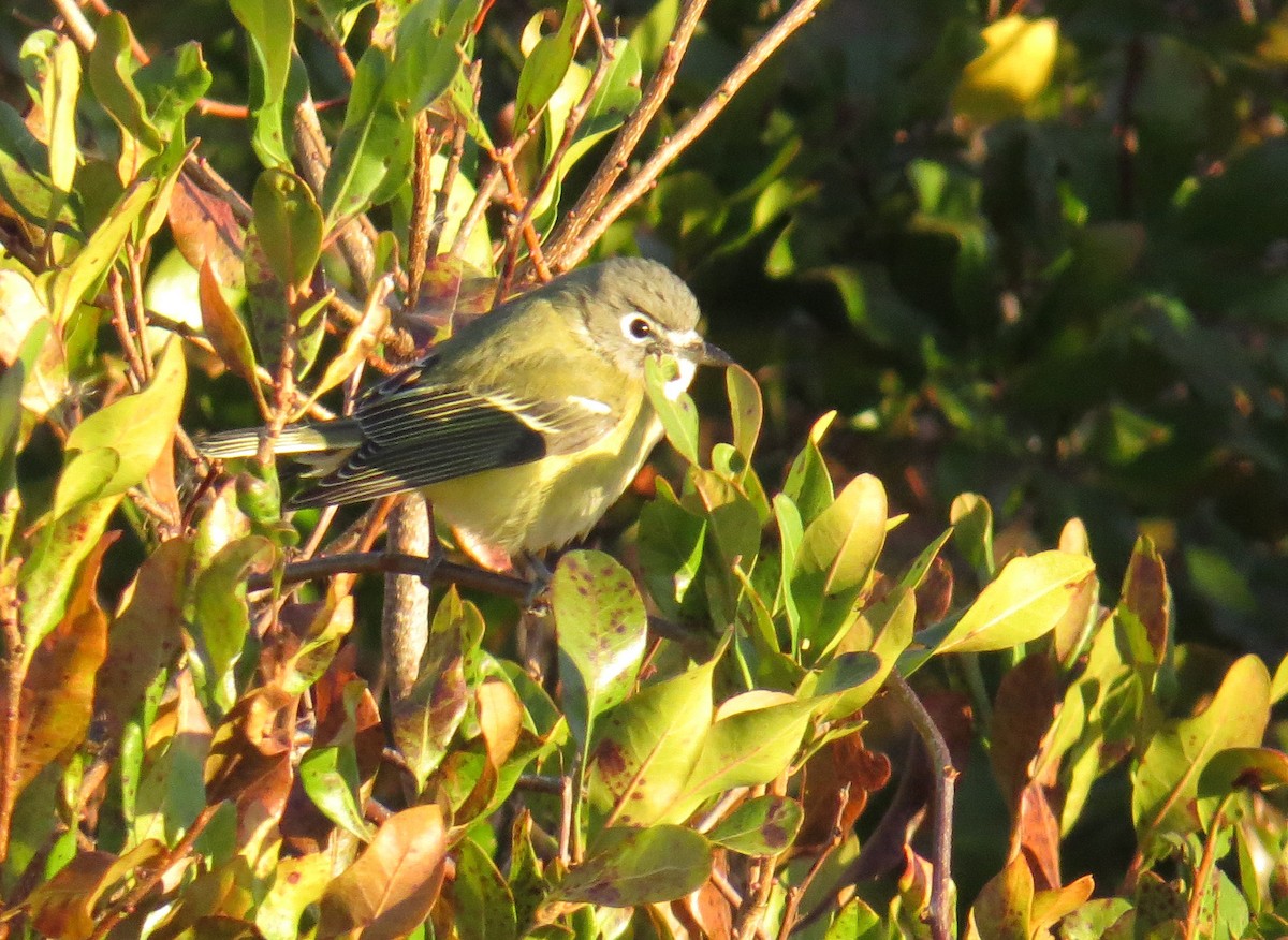 フタスジモズモドキ - ML644823664