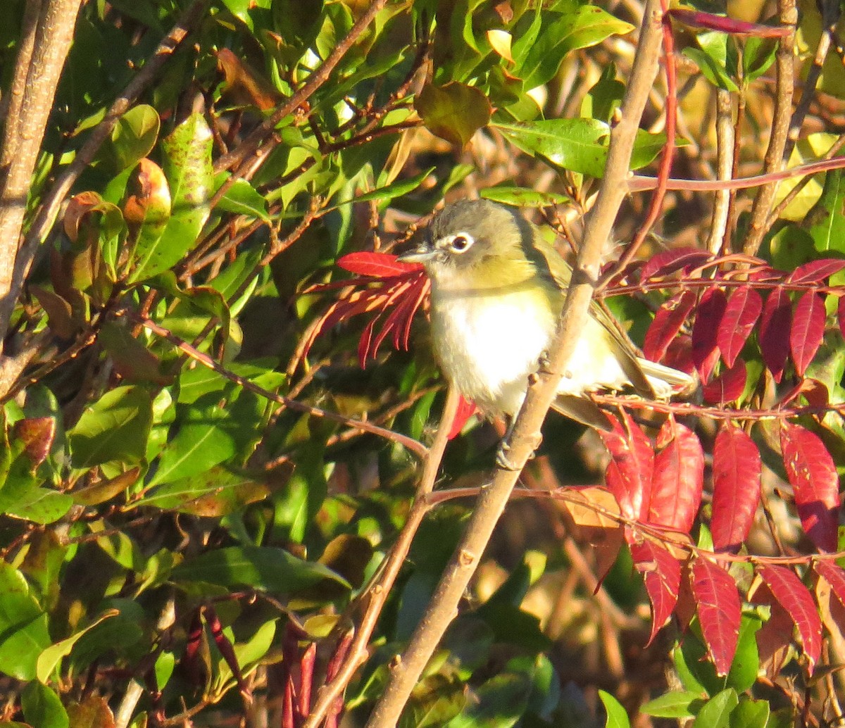 フタスジモズモドキ - ML644823665