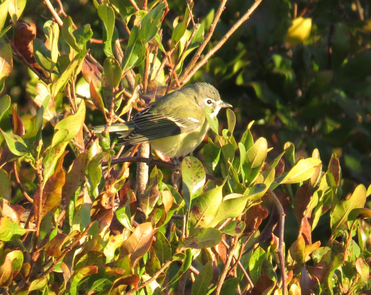 フタスジモズモドキ - ML644823666