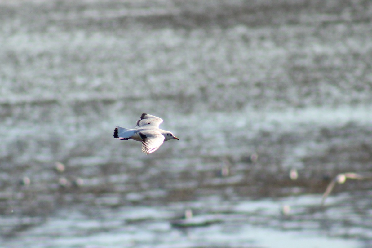 Black-headed Gull - ML644823674