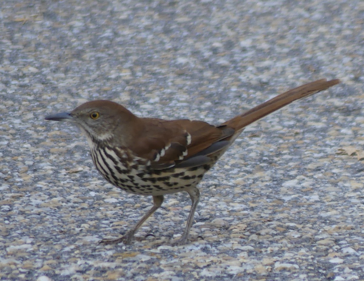 Brown Thrasher - ML644823692