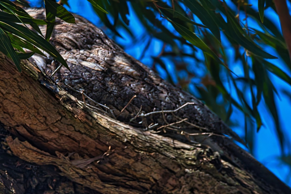 Tawny Frogmouth - ML644823694
