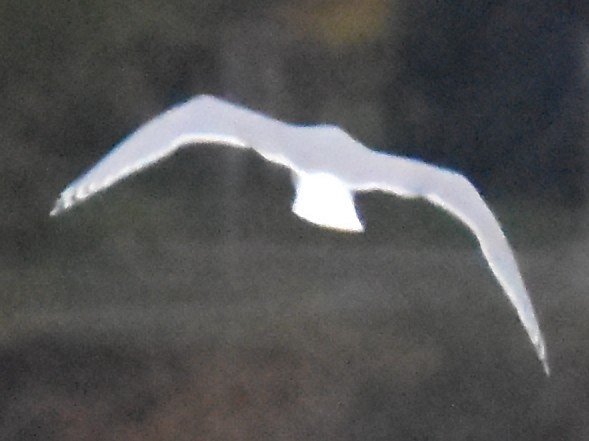 Iceland Gull - ML644823714