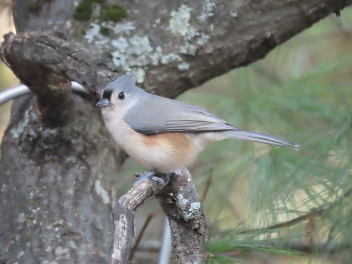 Американская гренадерка - ML644823724