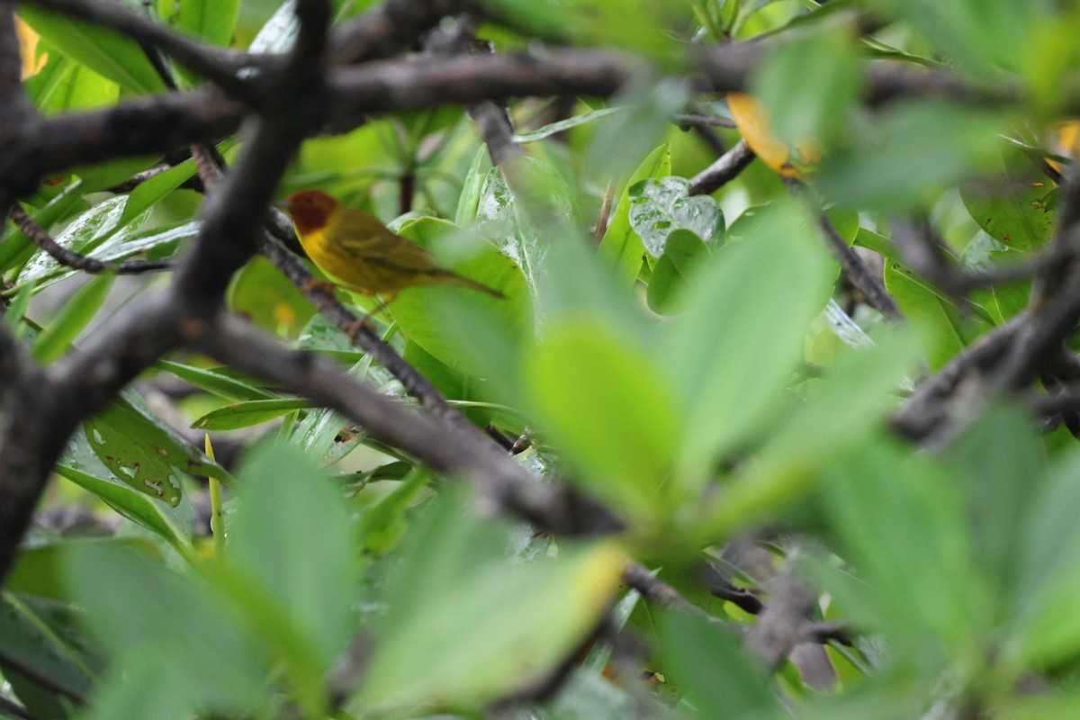 Mangrove Yellow Warbler (Panama) - ML644823727