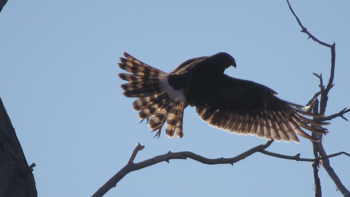 Northern Harrier - ML644823736
