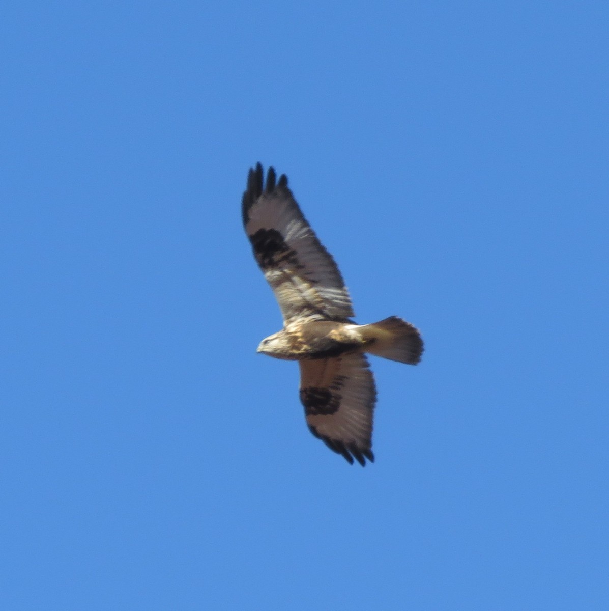 Rough-legged Hawk - ML644823758