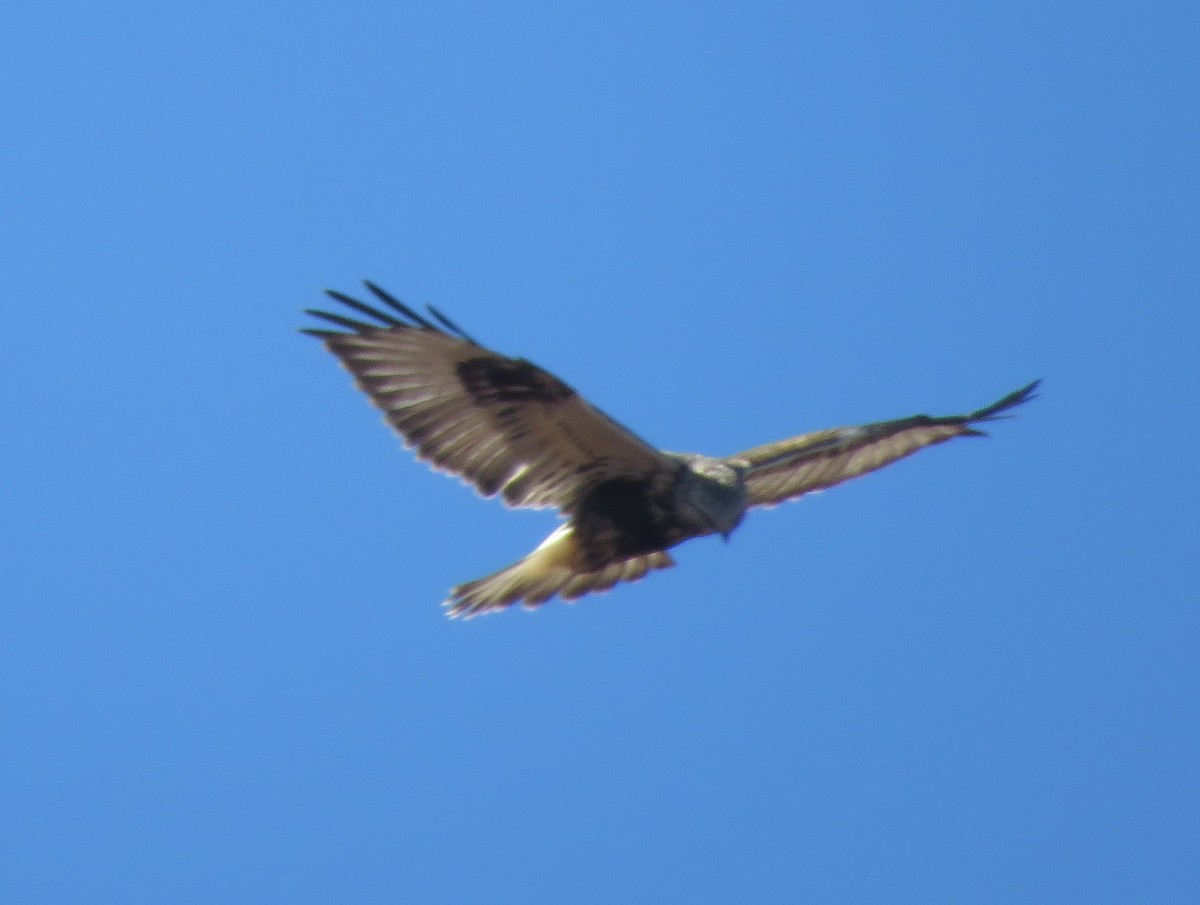 Rough-legged Hawk - ML644823769